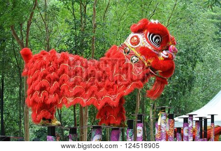 SELANGOR, MALAYSIA -FEBRUARY 18, 2016: The lion dance is a ritual traditions of the Chinese society in Malaysia. The dance is usually played during the Chinese New Year.