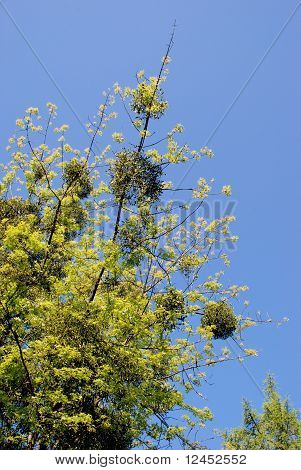 parasit plante