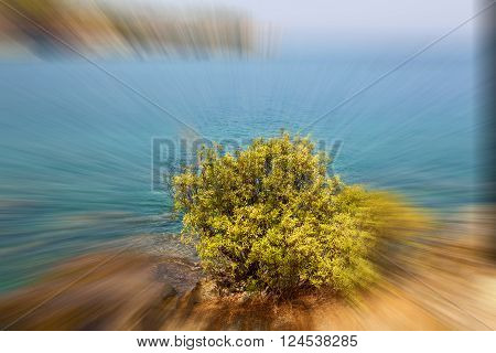Pine Plant And Tree In The Blurred