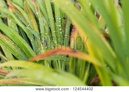 Selective focos of water droplets on green grass leaves out of focus foreground and background leaves