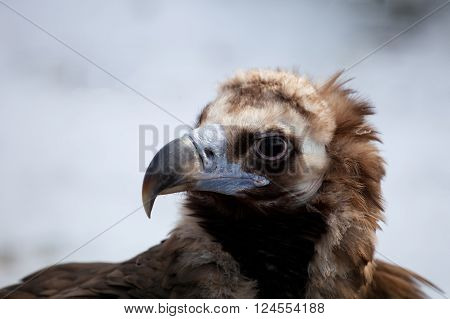 Portrait of a Cinereous Vulture (Aegyptius monachus)