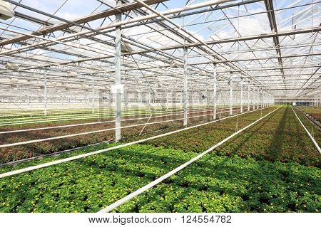 Inside view of a greenhouse with Sanvitalia sunflowers
