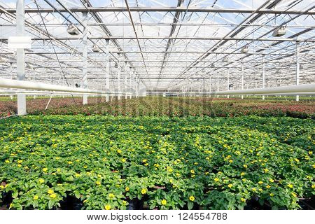 View inside a greenhouse with Sanvitalia sunflowers