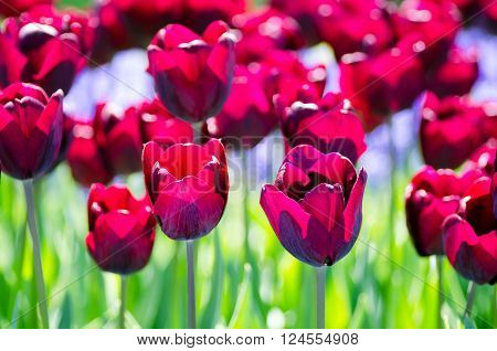 Beautiful field of dark tulips in spring sunlight.