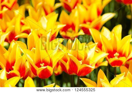 Bright field of star-shaped yellow and orange tulips.
** Note: Visible grain at 100%, best at smaller sizes