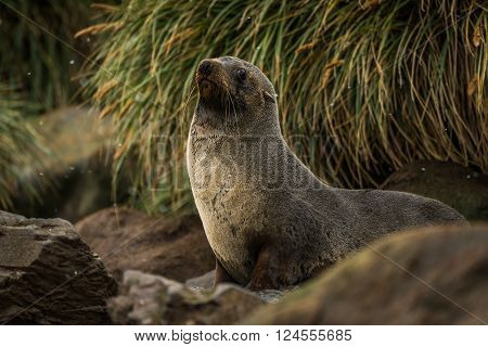 Antarctic fur seal among rocks and grass