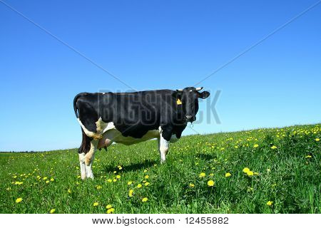 la mucca sul campo tarassaco verde