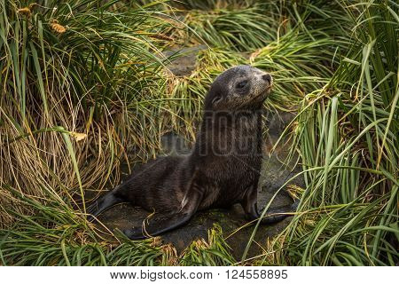 Antarctic fur seal pup in tussock grass