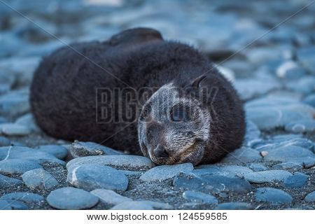 Antarctic fur seal pup on shingle beach