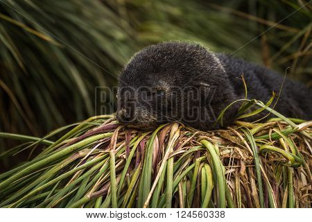 Antarctic fur seal pup sleeping in grass