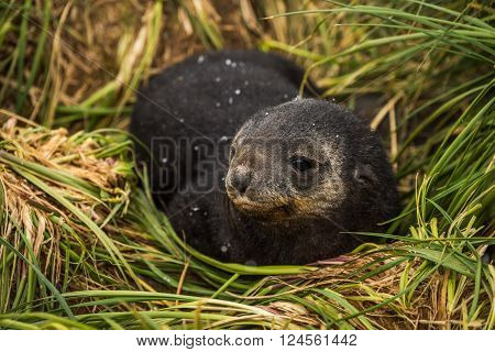 Antarctic fur seal pup with head turned