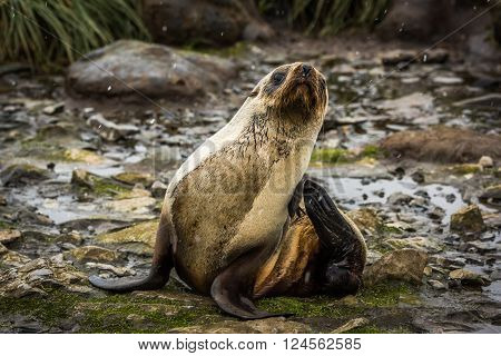 Antarctic fur seal scratching itself in snow