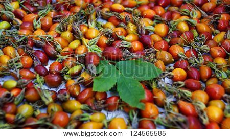 photo of a rosehip berries, picked and scattered for drying