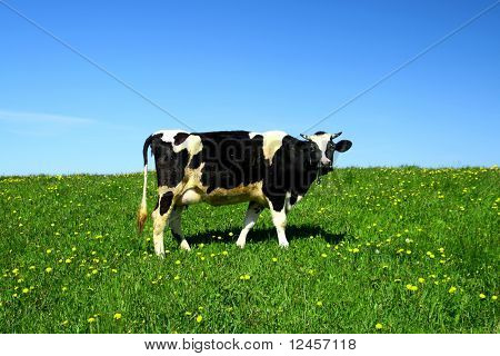 mucca su campo verde