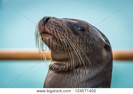 Close-up of Galapagos sea lion by railing