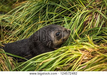 Close-up of cute Antarctic fur seal pup