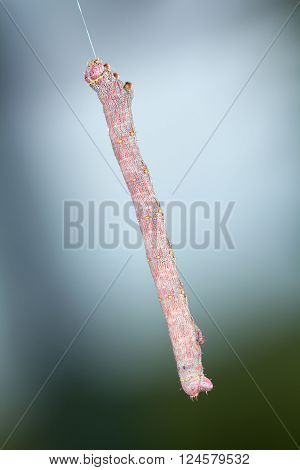 Geometer moth caterpillar hanging on silk fibre