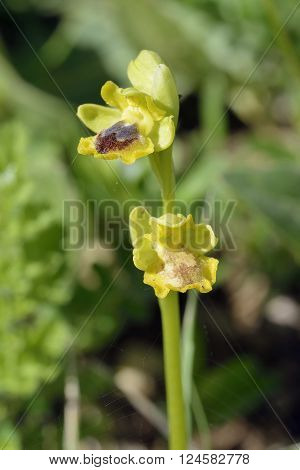 Ophrys lutea galilaea
Subspecies of Yellow Bee Orchid from Cyprus