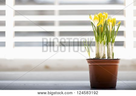 Little yellow spring flowers in the pot