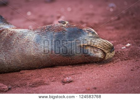 Galapagos sea lion asleep on red sand