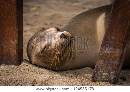 Galapagos sea lion asleep under wooden bench