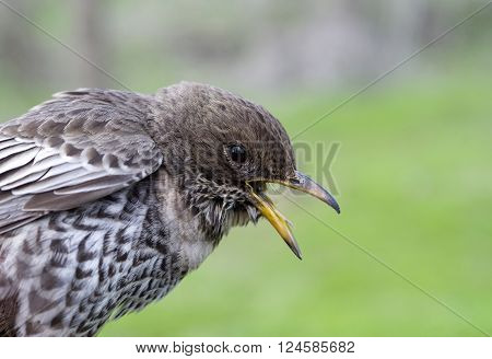 Female young ring ouzel closeup in the spring
