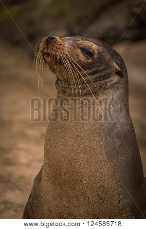Galapagos sea lion looking straight at camera