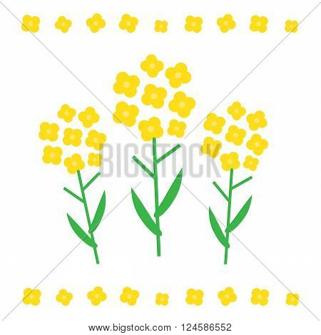 Canola flower vector illustration. Canola flower concept in flat style. Canola flowers