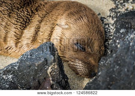 Galapagos sea lion pup asleep on beach