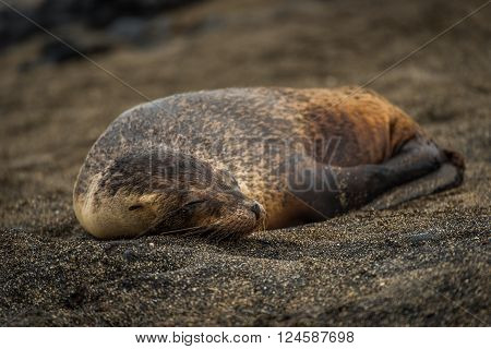 Galapagos sea lion pup sleeping on sand