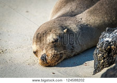 Galapagos sea lion sleeping on white beach