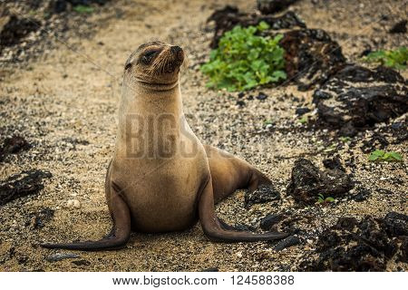 Galapagos sea lion sitting among black rocks