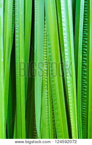 Abstract Backgrounf leaf and foliage Acorus calamus