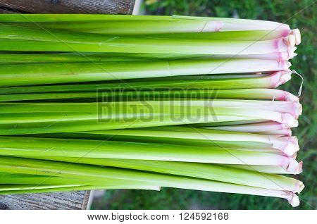 Abstract Backgrounf leaf and foliage Acorus calamus
** Note: Soft Focus at 100%, best at smaller sizes