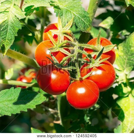 Ripe red and unripe green tomatoes on a vine on plant.