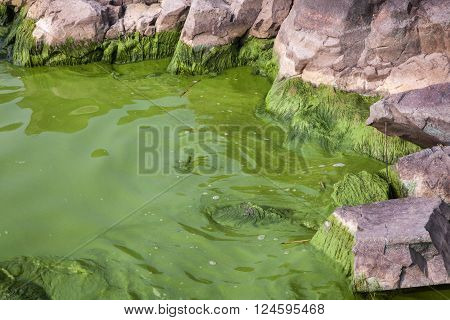 Cyanobacteria In Taihu Lake