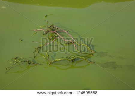 Cyanobacteria In Taihu Lake