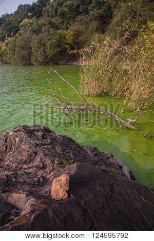 Cyanobacteria In Taihu Lake