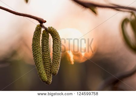 Spring with branch of birch with catkins