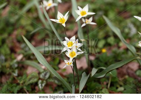 The wild tulip Tulipa turkestanica from Central Asia.