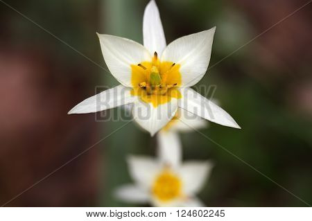 The wild tulip Tulipa turkestanica from Central Asia.