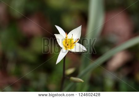 The wild tulip Tulipa turkestanica from Central Asia.