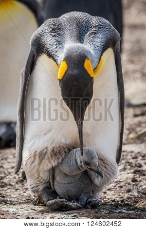 King penguin bending over to preen chick