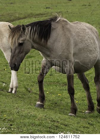 many wild horses in the german muensterland