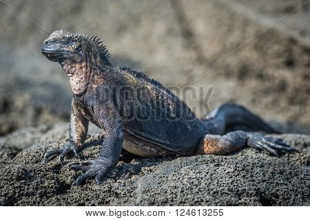Marine iguana perched on grey volcanic rock