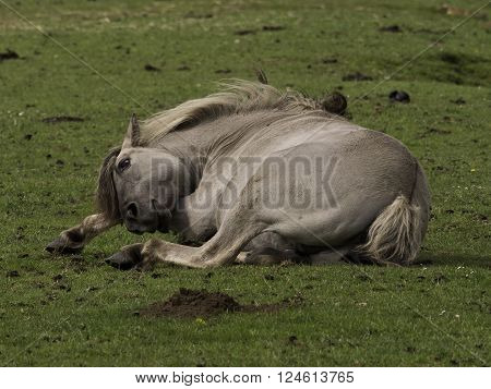 many wild horses in the german muensterland