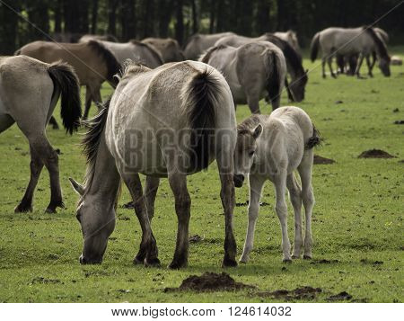 many wild horses in the german muensterland