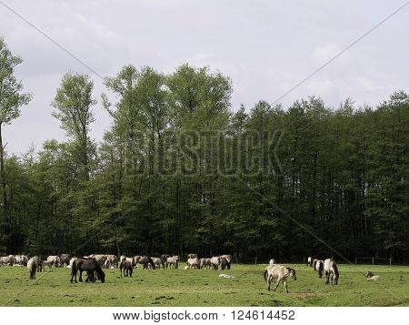 many wild horses in the german muensterland