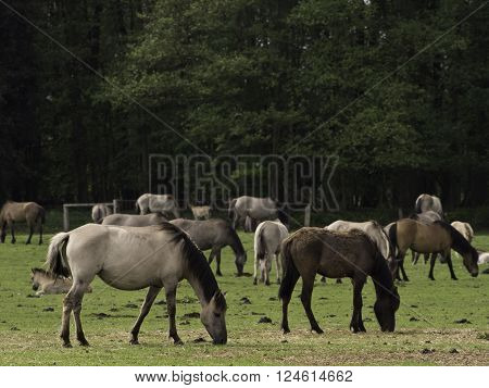 many wild horses in the german muensterland