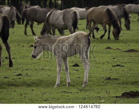many wild horses in the german muensterland